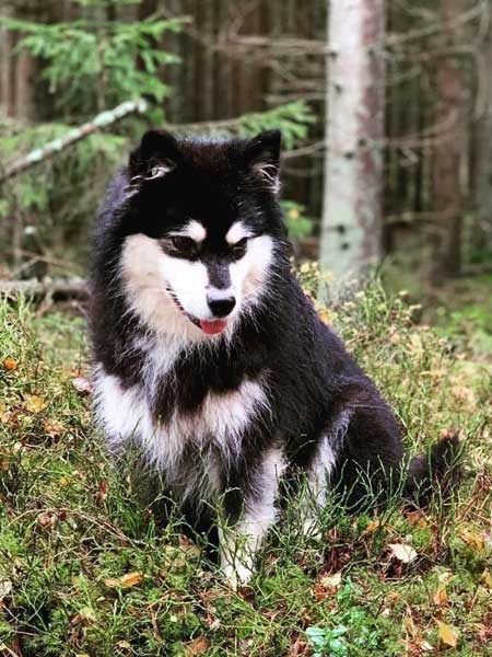 Lotta_Snoa_2_450