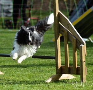 hopp