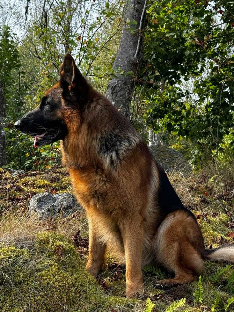schafer_2